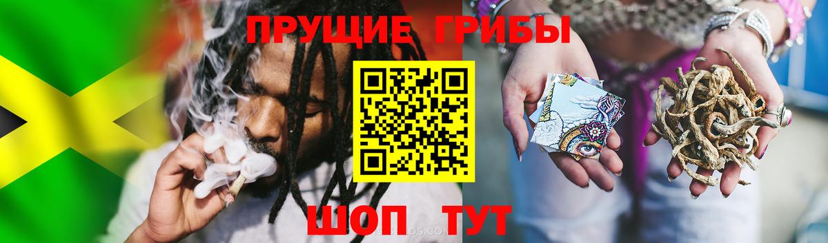 Псилоцибиновые грибы Psilocybe  Шебекино  Псилоцибиновые грибы мицелий 